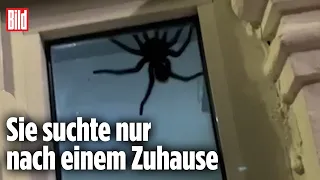 Monster-Spinne sorgt für Panik | Dominikanische Republik