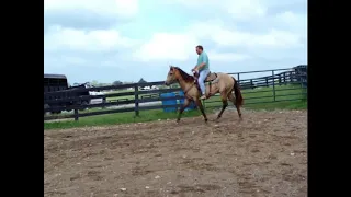 2016 AQHA DUN ROAN 2 YEAR OLD, HAS HAD 30 DAYS OF RIDING, STANDS 15+ HANDS TALL