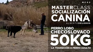 MASTERCLASS SOCIALIZACIÓN CANINA 02: Perro Lobo Checoslovaco de 2 años y 50kg.