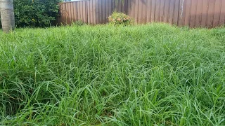 Mower STOLEN from Single Mother - I MOWED Her OVERGROWN Lawn for FREE