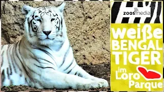 Loro Parque: WHITE tigers 😮 on Tenerife | zoos.media