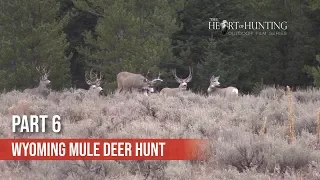 BUCKS MIGRATING THROUGH CAMP - Wyoming Mule Deer Hunt (Part 6 of 10)