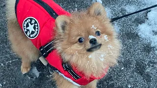 Kleiner süßer pomeranian Zwergspitz bellt und regt sich auf 🐾🐶 was er bloß will? 😂😅 #adorable