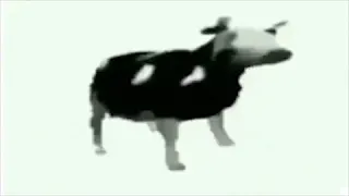 Polish Cow moving faster each time