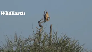 WildEarth - Sunset Safari -25 May 2023