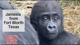 Baby Gorilla- Jameela #16 from Fort Worth Texas - Baby Gorilla        #gorillas