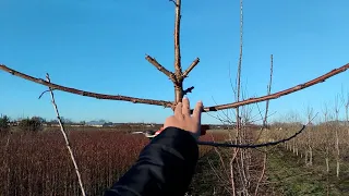 Формування черешні .  Сорти Сільвія, Тамара