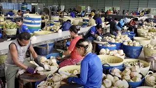 100,000 coconuts in a month!!! amazing mass process of processing coconuts for export-Thai Food