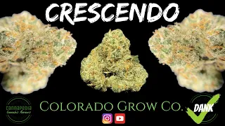 Crescendo Strain Review - Colorado Grow Company - Cannapedia