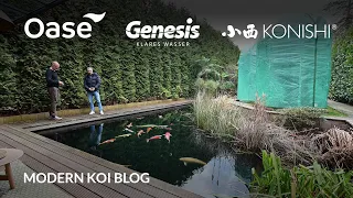 Modern Koi Blog #5914 - Steffen und Danielas gigantischer 75.000 Liter Koiteich mit Pflanzzone