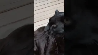 Panther doesn't want to kiss😂