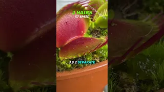 Tricking a Venus Flytrap 😮