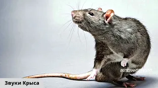 Голоса животных / Крысы самые большие и жирные звуки и крыс / Какой звук издают крысы, писк крысы