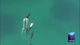 UN ORQUE MANGE UN REQUIN !! FILMÉ PAR UN DRONE INCROYABLE