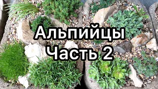 Альпийские растения в гипертуфах. Часть 2. Обзор