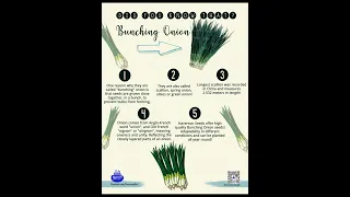 Did you know that??- BUNCHING ONION