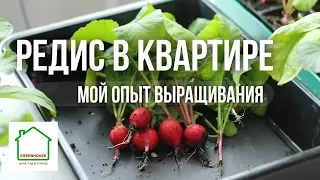 Выращивание редиса в квартире_удачный опыт