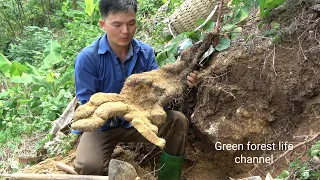 Diary of finding tubers, cooking, taking care of pigs and chickens. Robert | Green forest life ep307