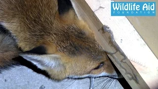 Fox inside a Coffee Machine - Animal Rescue