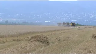 Грузия запретила экспорт зерновых