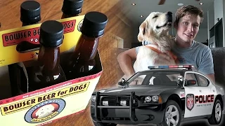 Koda Stops a Robber, Trying Dog Beer, and a HUGE ANNOUNCEMENT! (SCS #71)