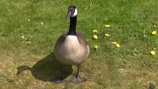 Goose Close Up