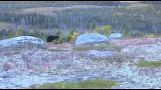 2011 Newfoundland fall black bear hunt