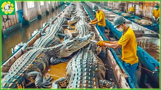 🐊 How Farmers Earn 30 Million USD from Processing Crocodile Meat | Processing Factory