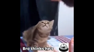 Bro thinks he's a bell cat meow meme