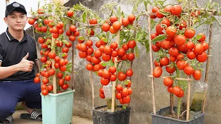 Tomato Growing Hacks: 10x Yield with Kitchen Waste