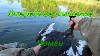 Очередное спасение чомги.