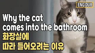 [Eng Dub] Why does the cat want to follow the bathroom?