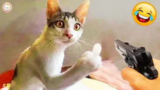 [1 HOUR] Best Funny Animals Videos 2024 😅 Funniest Cats and Dogs Videos 😹🐶 part 8