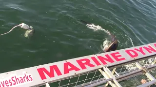 2019-10-03 - Great White Shark Cage Dive (Gansbaai, South Africa)