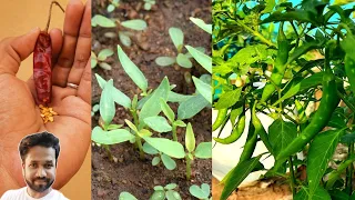 How to Grow Green Chilli from Seeds | Pacha Milagai Chedi Valarpu | Maadi Thottam | Terrace Garden