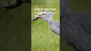 Jurassic Bird? Meet the Shoebill Stork! 🤔 #shorts #youtubeshorts #viral