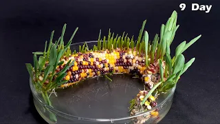 Rainbow Corn Growing - Time-Lapse