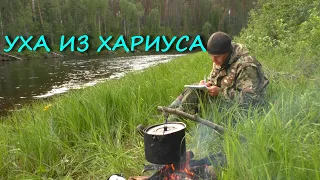 ХАРИУС НА УДОЧКУ.