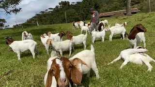 URUBICI - CRIANDO CABRITO NA SERRA DO PANELÃO