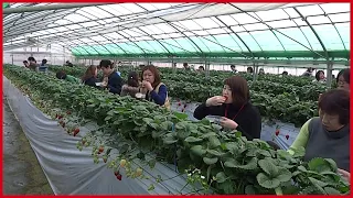 The Success Of Strawberry Farming Japan | Sweet Red Strawberry Japanese Agriculture