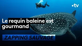 Le requin-baleine est fort gourmand - ZAPPING SAUVAGE