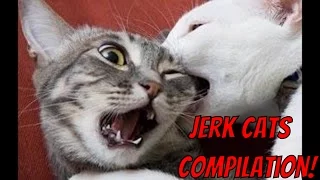 Jerk Cats - Funny Animal Compilation