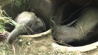 Humanity! Saving baby elephant trapped helplessly in a well with a collaborative effort