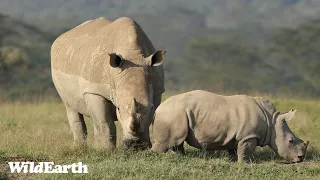 WildEarth - Sunrise Safari -  6 April 2024