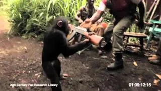 Ape With AK-47.mp4 Gbagbo soldiers recruit mercenary lol