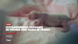 "L’extraordinaire naissance du 1er bébé panda de France" sur TMC