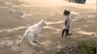 Gatos muy Graciosos Videos De Risa 2014