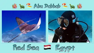 Abu Dabbab Beach 🏖️ 🐢 🐡🐠- Marsa Alam - Red Sea 🌊- Egypt 🇪🇬- GoPro Hero 8 - Diving 🥽🫧