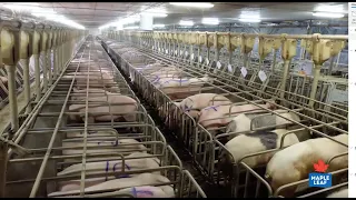 Time Lapse: Transition to Our Advanced Open Sow Housing System