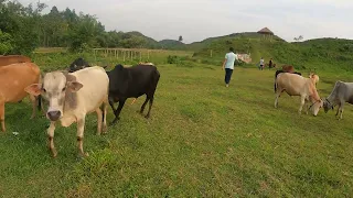 Male Cow mating with female cow | Organic life | Bangladeshi Village life-raw footage